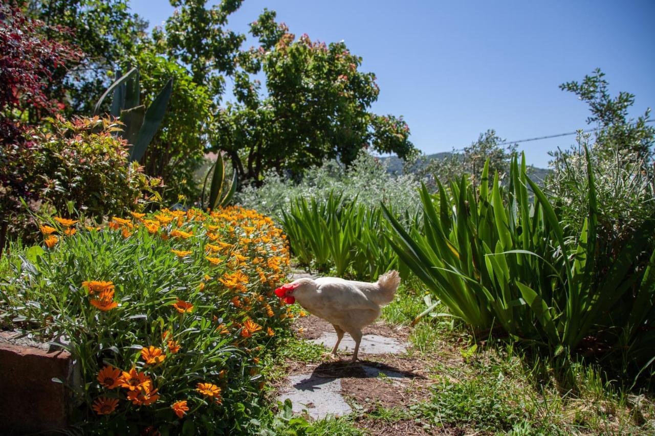 Pietrantica - Affittacamere Con Giardino Nuova Apertura A Trebiano -Citr Luaran gambar
